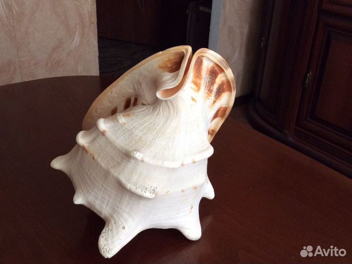 Большая морская раковина