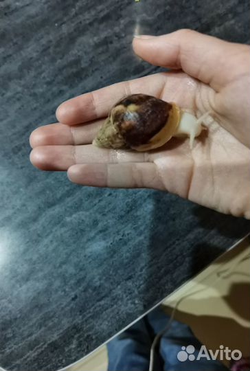 Улитки ахатина фулика альбино