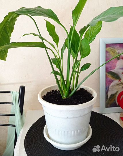 Спатифиллум