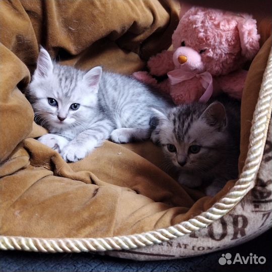 Британская