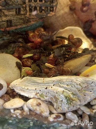 Сомики анциструсы