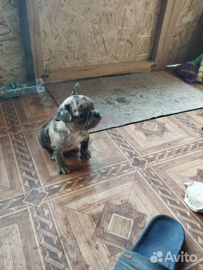 Французский бульдог щенки