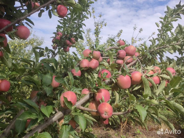 Яблоки,Редспур