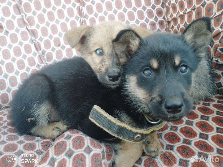Собаки бесплатно в добрые руки щенки