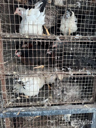 Куры Несушки