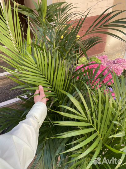 Пальма арека