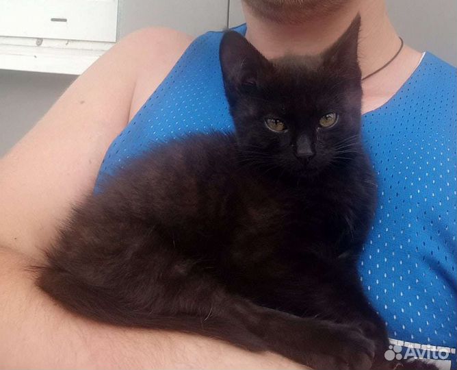 Кошечка, в дар, в добрые руки