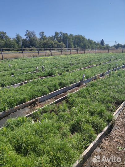 Саженцы сосны зкс в розницу