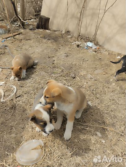 Щенки сторожевые