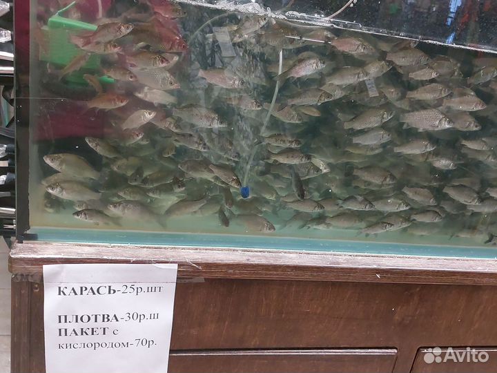 Живец карась,плотва