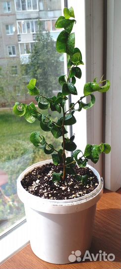 Фикусы Бенджамина Барокко 5 шт. Н 25, 7-10 см