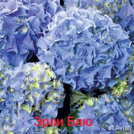 Гортензия сбежавшая невеста