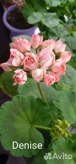 Пеларгония герань сортовая