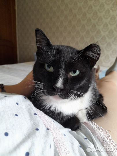 Кот бесплатно