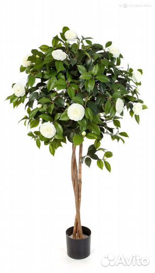 Камелия на штамбе кремовая 160 см