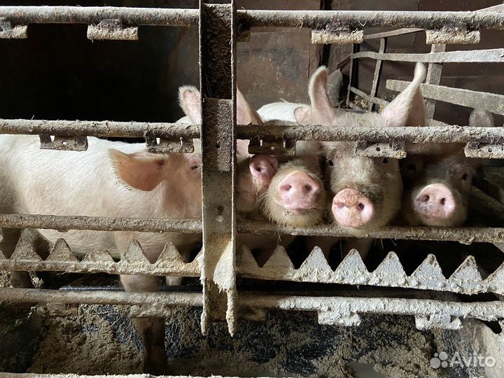 Поросята