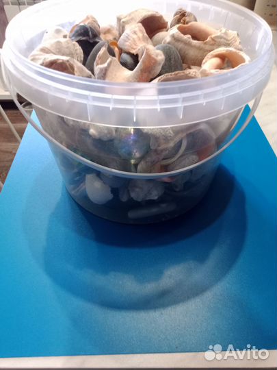 Морские ракушки