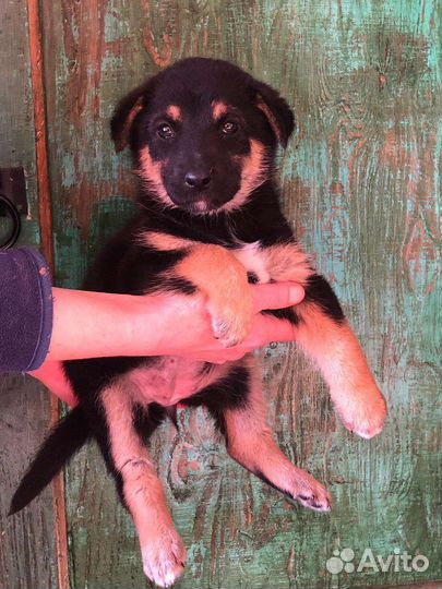 Щенок от овчарки, метис, девочка