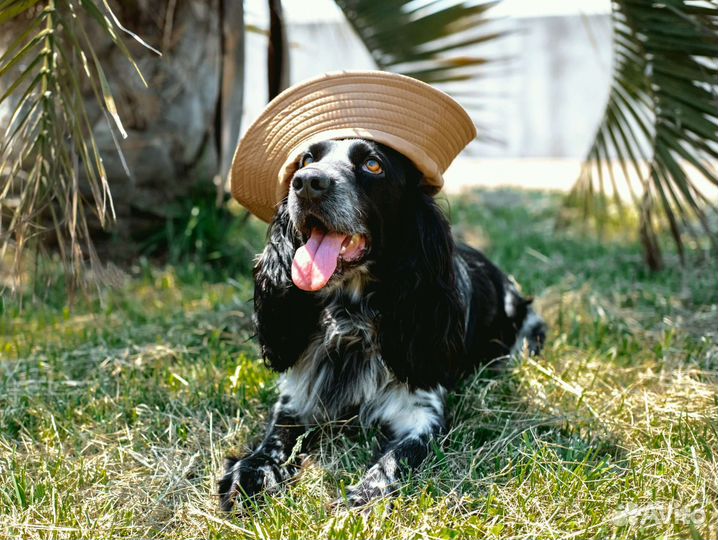 Русский спаниель вязка