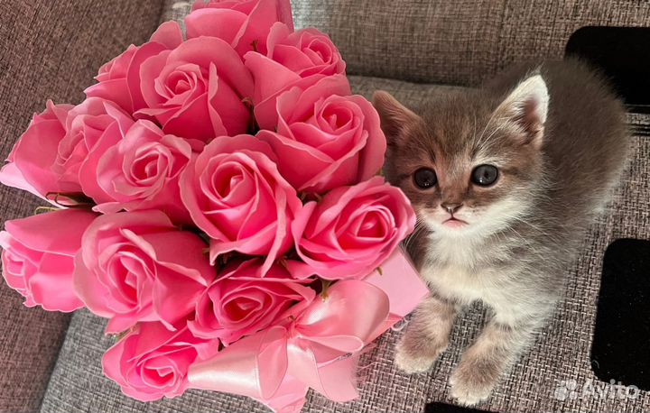 Котята от вислоухой мамы