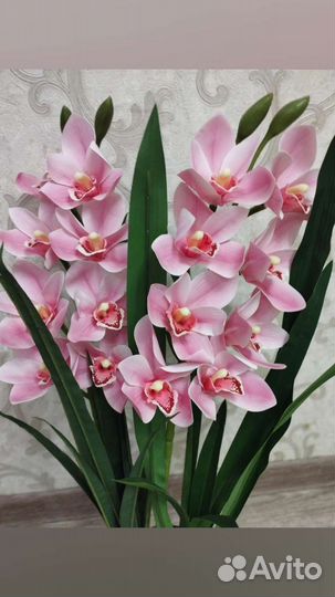 Цимбидиум (орхидея)