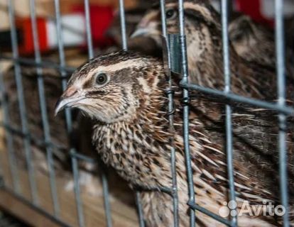 Перепела для души)