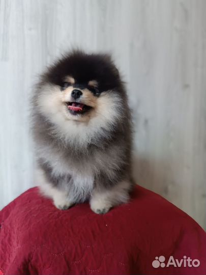 Померанский шпиц медвежьего типа