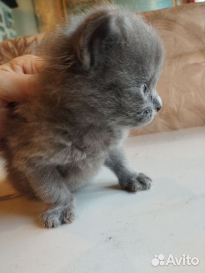 Котята британские