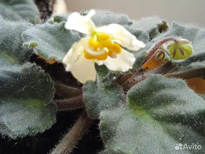 Комнатные растения