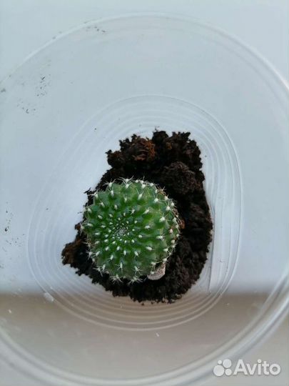 Кактус