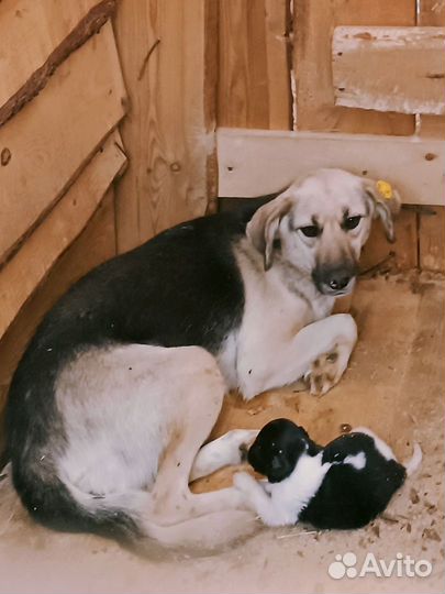 Крупным собакам приюта нужны хозяева