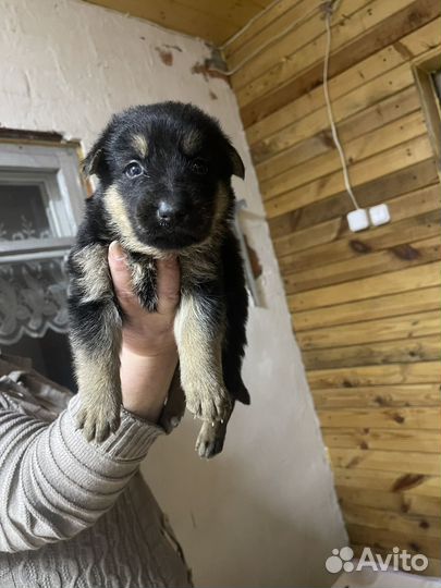 Щенки немецкой овчарки