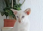 Ориентальные котята тикированный табби-пойнт