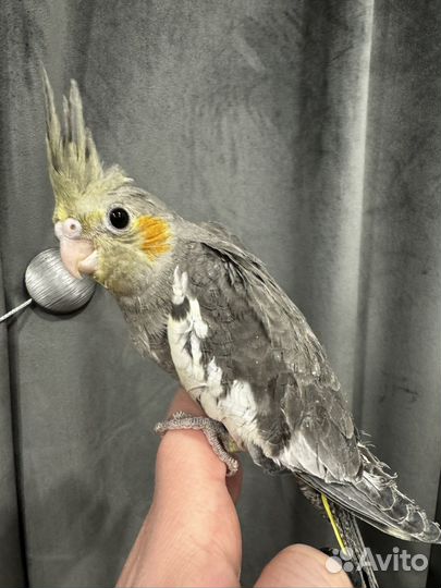 Попугай корелла