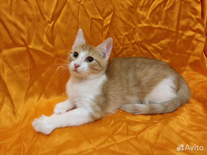 Котенок в добрые руки