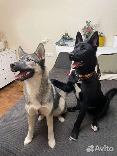 Передержка собак