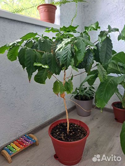 Спатифиллум 60 см, кофе арабика 70см, драцена70см