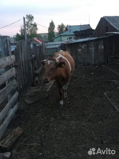 Продам корову дойную