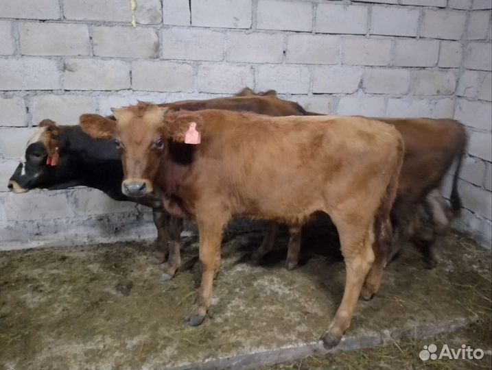 Бычки подсосные