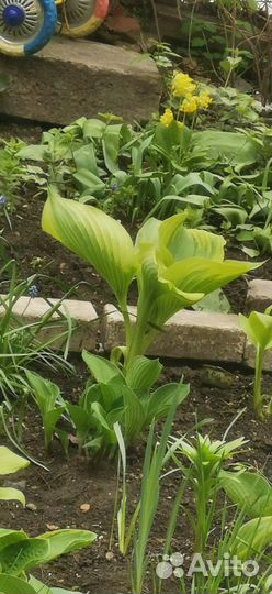 Хоста гиганская