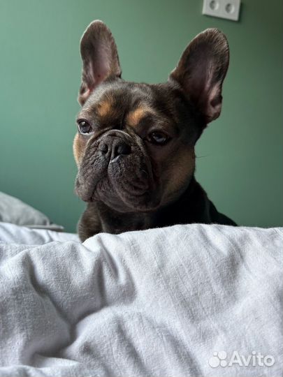 Вязка собак французский бульдог