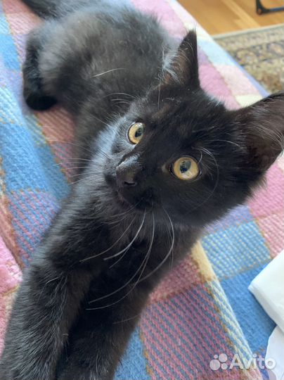 Котик Снежок в хорошие руки