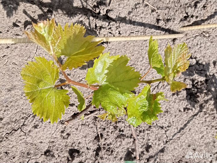 Годовалые саженцы винограда