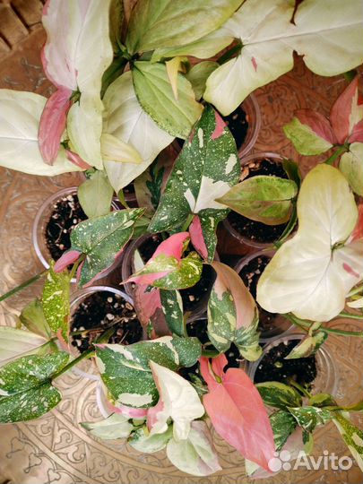 Сингониумы т 25,Ред спот триколор