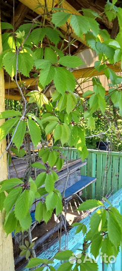 Виноград девичий