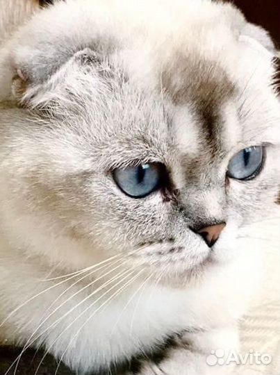 Ищем жениха