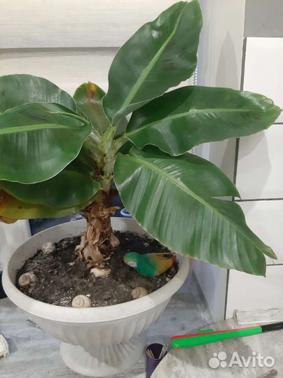 Карликовый банан