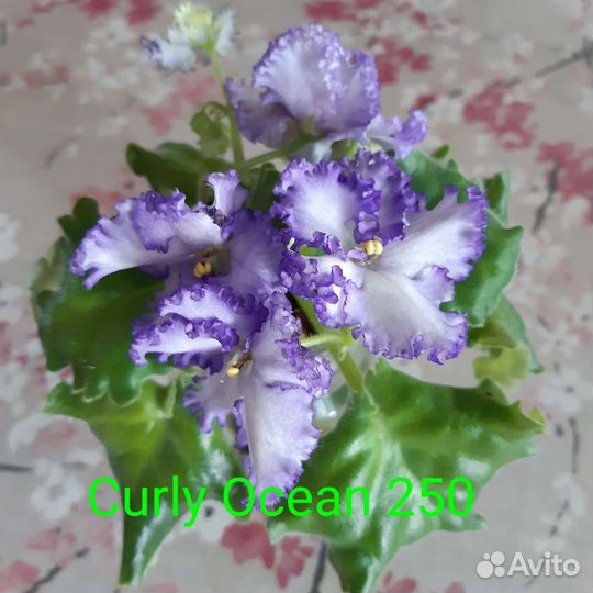 Сортовые фиалки
