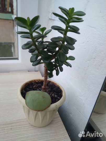 Красула (Толстянка)