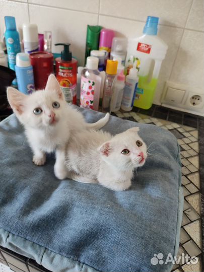 Котёнок белый, мальчик, 2 мес. в добрые руки